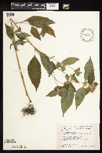 Galeopsis bifida image