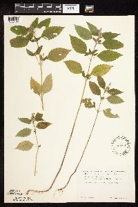 Galeopsis bifida image