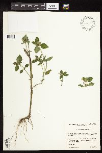 Galeopsis bifida image