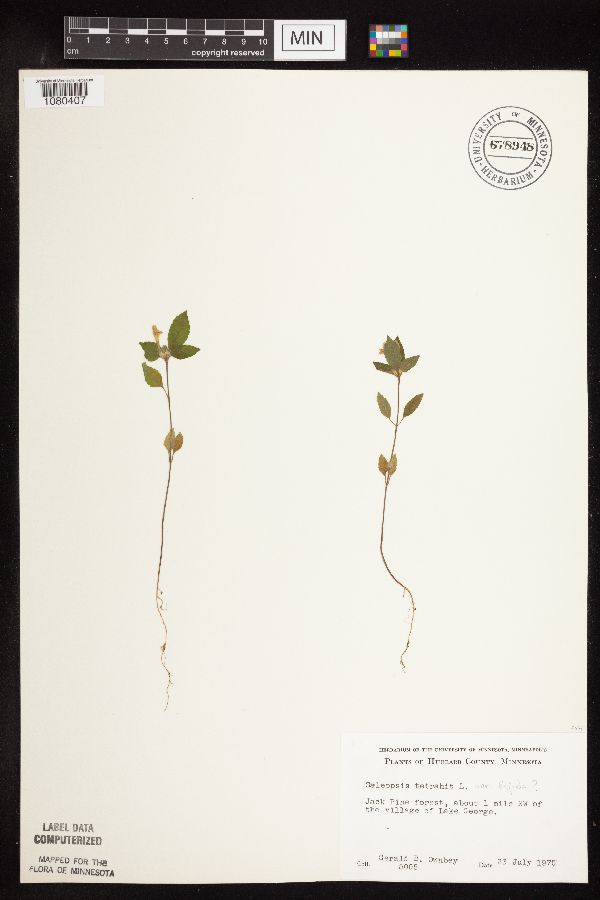 Galeopsis bifida image