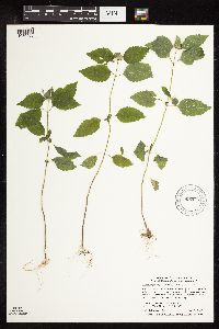 Galeopsis bifida image