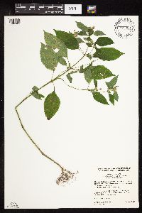 Galeopsis bifida image