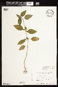Media resource of Galeopsis tetrahit