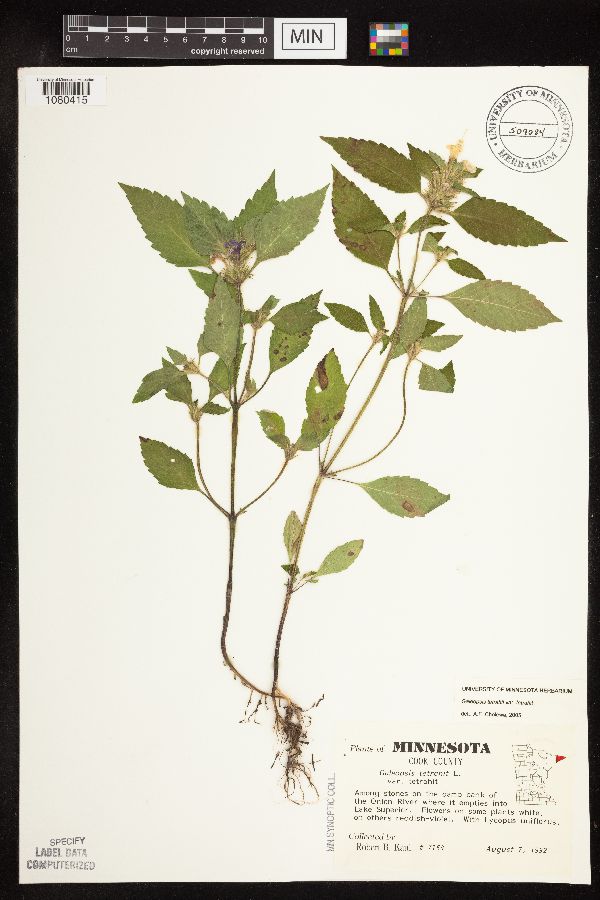 Galeopsis tetrahit var. tetrahit image