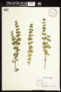 Glechoma hederacea image