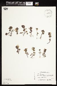 Glechoma hederacea image