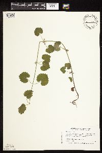 Glechoma hederacea image