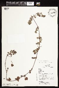 Glechoma hederacea image