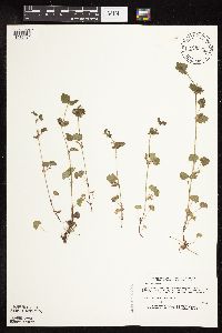 Glechoma hederacea image