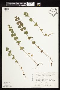 Glechoma hederacea image