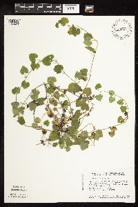 Glechoma hederacea image
