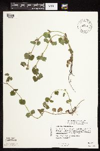 Glechoma hederacea image