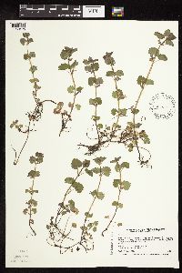 Glechoma hederacea image