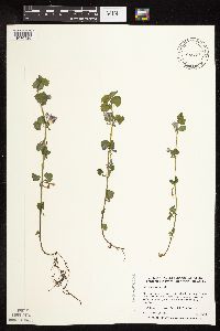 Glechoma hederacea image