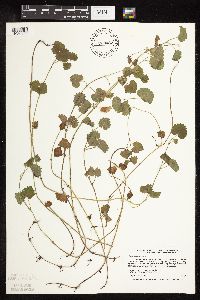 Glechoma hederacea image