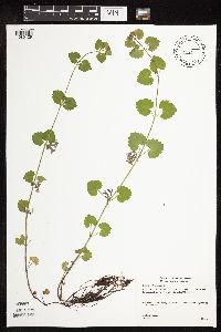 Glechoma hederacea image