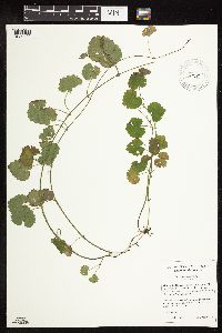 Glechoma hederacea image