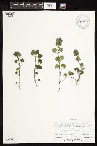 Glechoma hederacea image