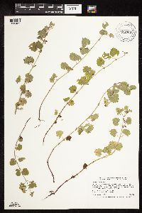 Glechoma hederacea image