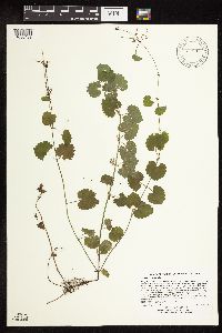Glechoma hederacea image