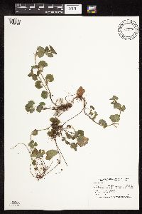 Glechoma hederacea image