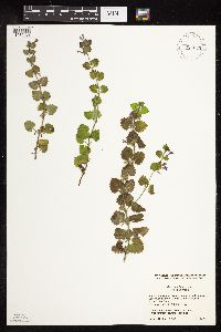 Glechoma hederacea image