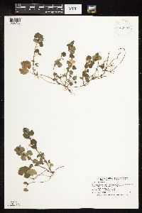 Glechoma hederacea image