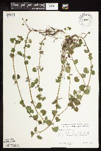 Glechoma hederacea image