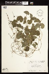 thumbnail image of current specimen