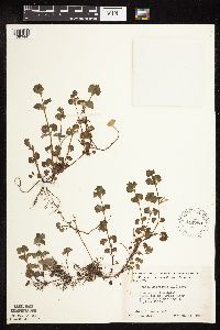 Glechoma hederacea image