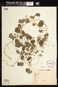 thumbnail image of current specimen