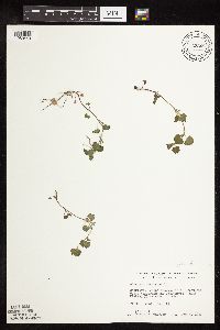 thumbnail image of current specimen