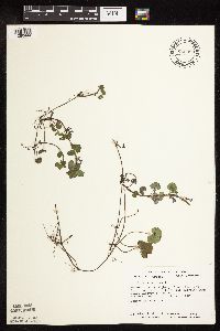 thumbnail image of current specimen