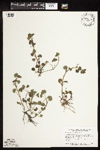 Glechoma hederacea image