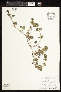 thumbnail image of current specimen