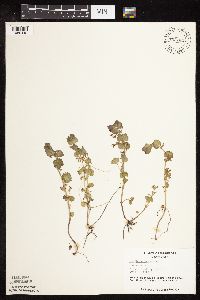 thumbnail image of current specimen