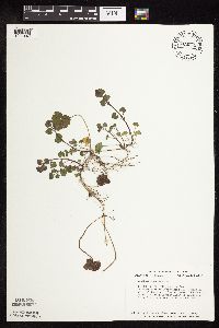 Glechoma hederacea image