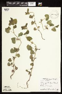 Glechoma hederacea image