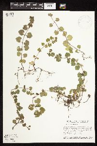 Glechoma hederacea image