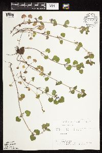 Glechoma hederacea image