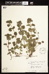 thumbnail image of current specimen