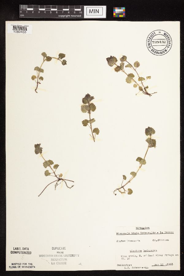 Glechoma image