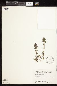 Glechoma hederacea image