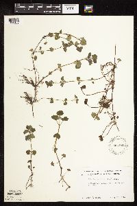 Glechoma hederacea image