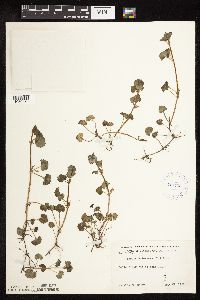 Glechoma hederacea image