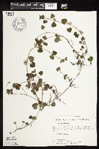 Glechoma hederacea image