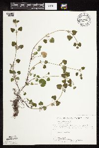 Glechoma hederacea image