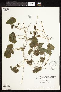 thumbnail image of current specimen