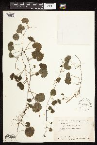 Glechoma hederacea image