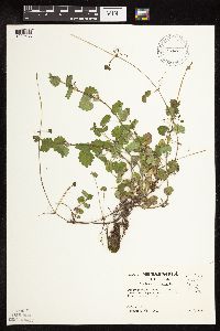 Glechoma hederacea image